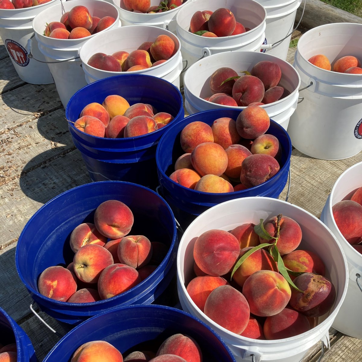 Peaches in buckets